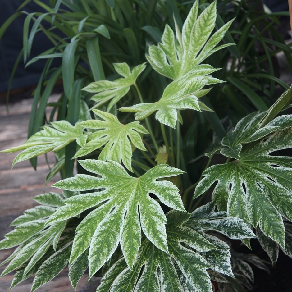 Buy Japanese aralia Fatsia japonica Spider's Web: £19.99 Delivery by Crocus