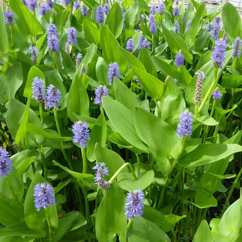 <i>Pontederia cordata</i> 