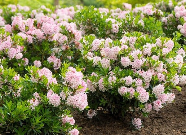 <i>Rhododendron</i> <b class=small-caps>Bloombux</b> ('Microhirs3') (PBR) (Inkarho)