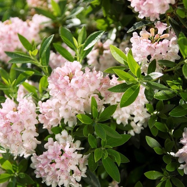 Rhododendron Bloombux ('Microhirs3') (PBR) (Inkarho)