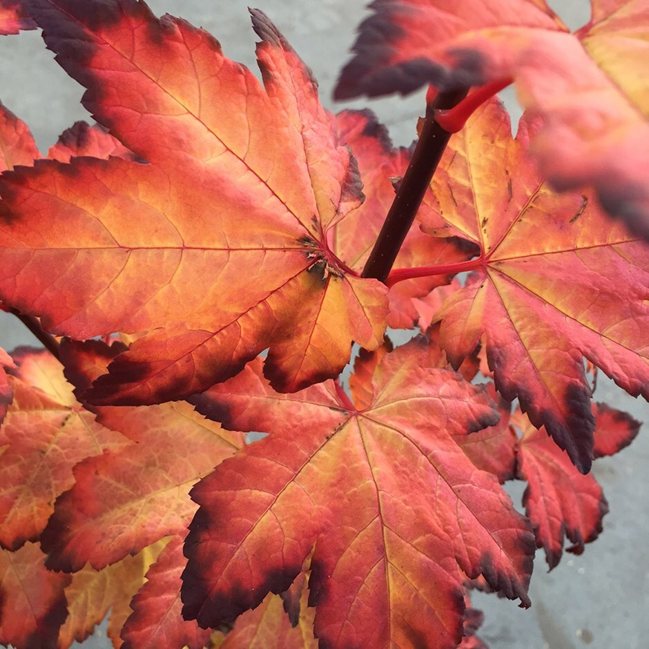 Buy Vine Maple Acer Circinatum Burgundy Jewel Delivery By Waitrose 