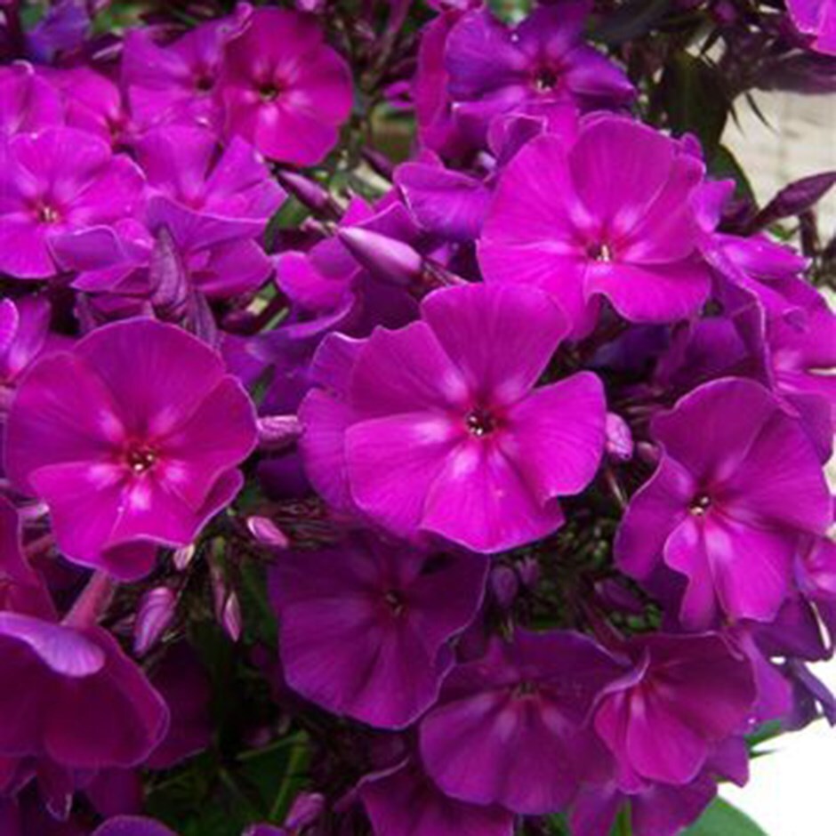 Buy perennial phlox Phlox paniculata 'Roberta'
