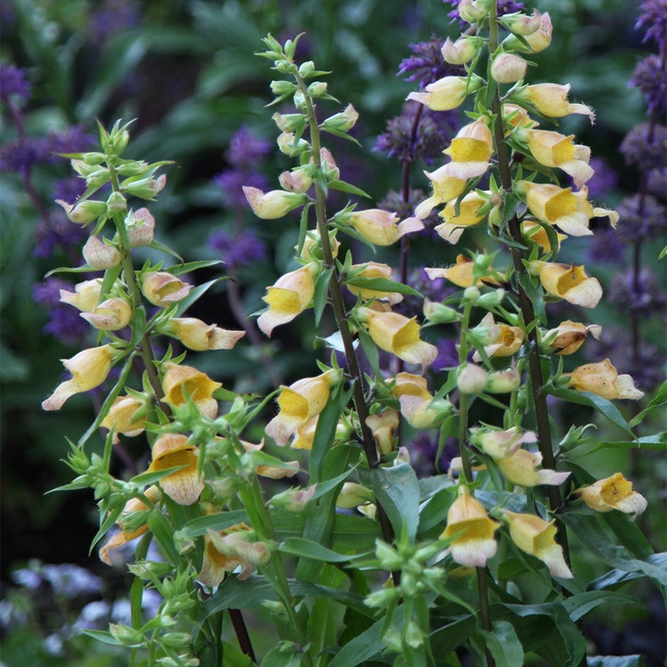 <i>Digitalis</i> 'Spice Island'