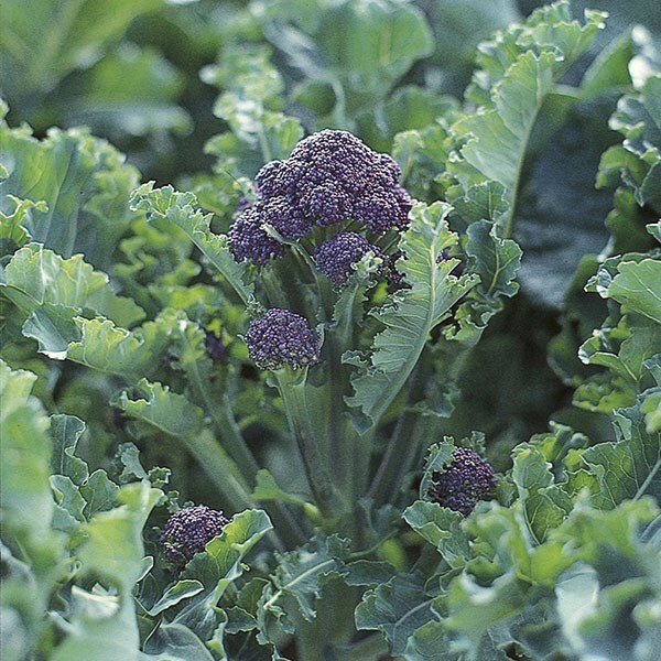 Buy broccoli (purple sprouting) / Brassica oleracea (Italica Group