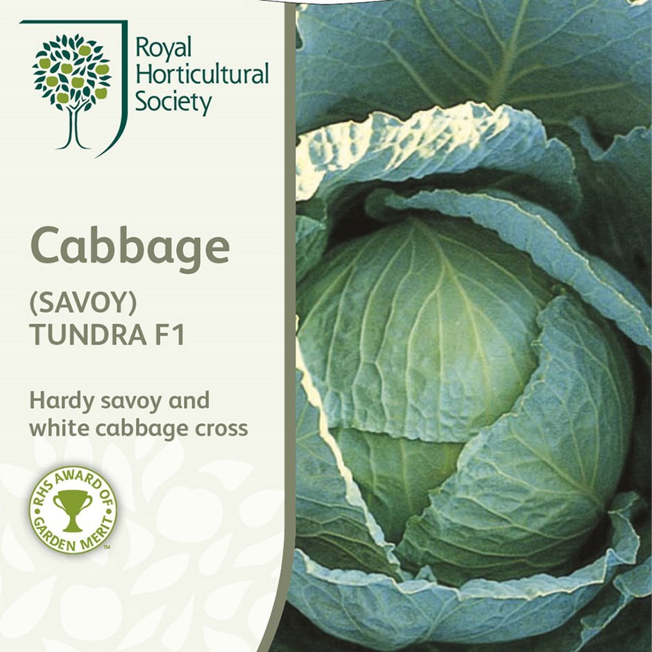 Buy cabbage (Savoy) / Brassica oleracea (Capitata Group) 'Tundra' F1