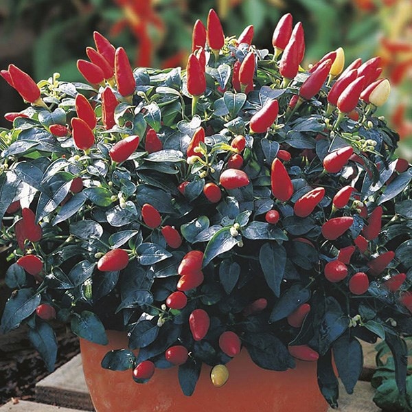 Buy chillies pepper / Capsicum annuum var. annuum �Prairie