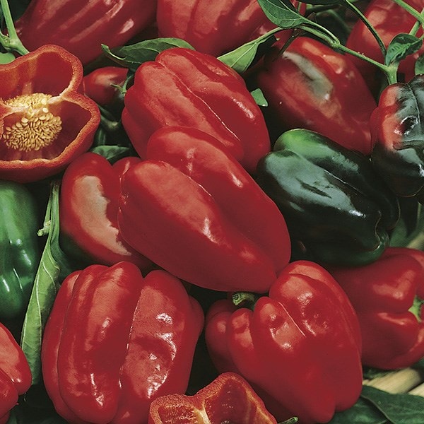 Buy sweet pepper / Capsicum annuum var. annuum (Grossum Group) 'Redskin