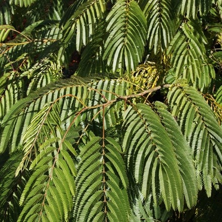 Albizia julibrissin Ombrella ('Boubri') (PBR)