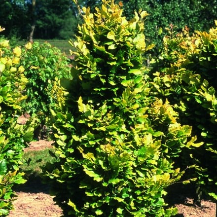 Fagus sylvatica Dawyck Gold