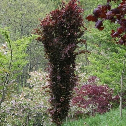 Fagus sylvatica Dawyck Purple