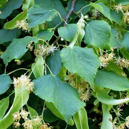 Tilia cordata Greenspire