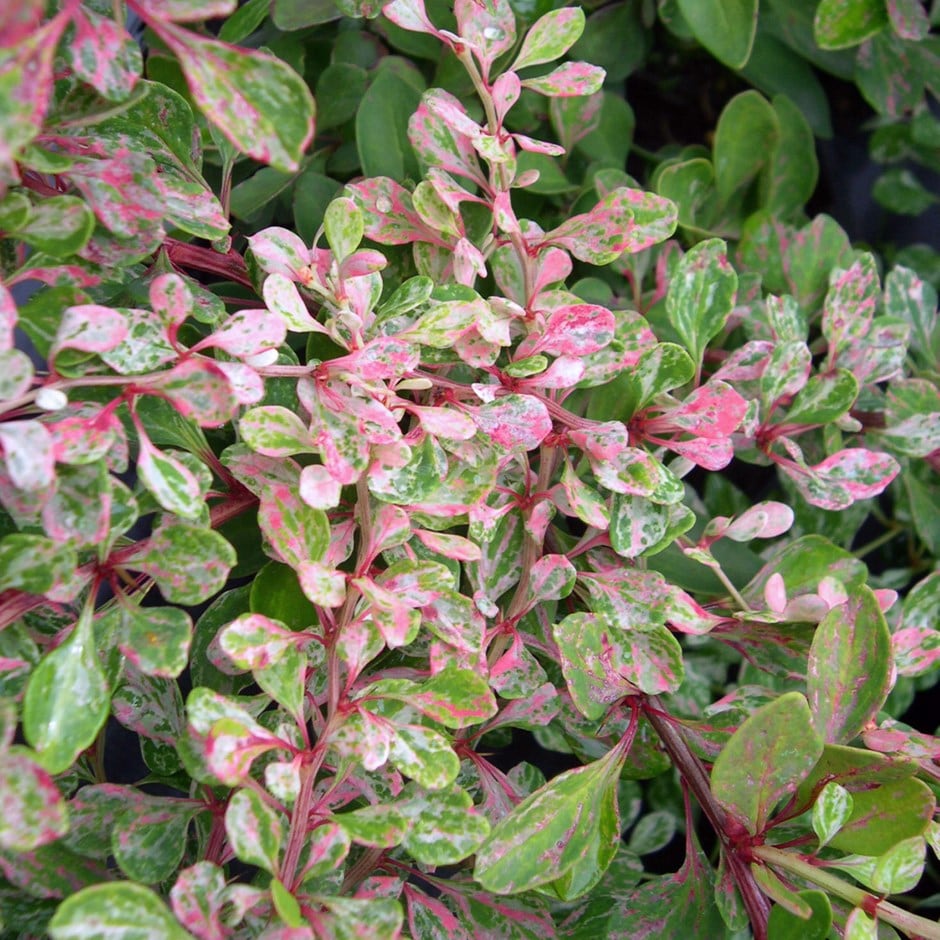 barberry barberry