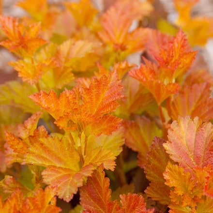 <i>Physocarpus</i> <b class=small-caps>Amber Jubilee</b> ('Jefam') (PBR)