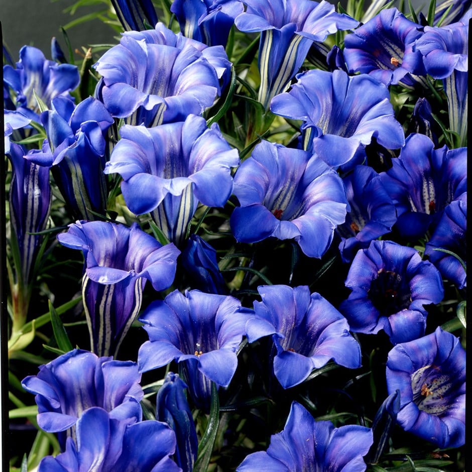 <i>Gentiana sino-ornata</i> 