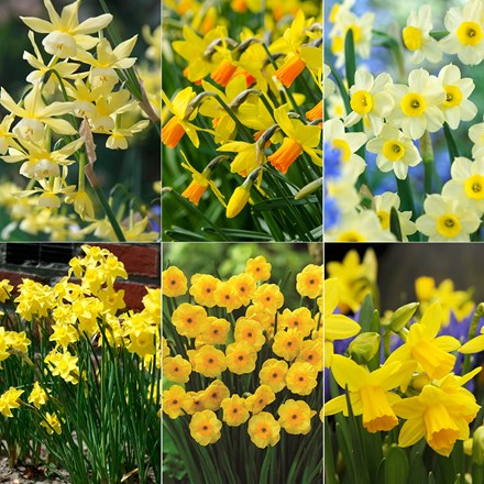 Award-winning compact daffodils