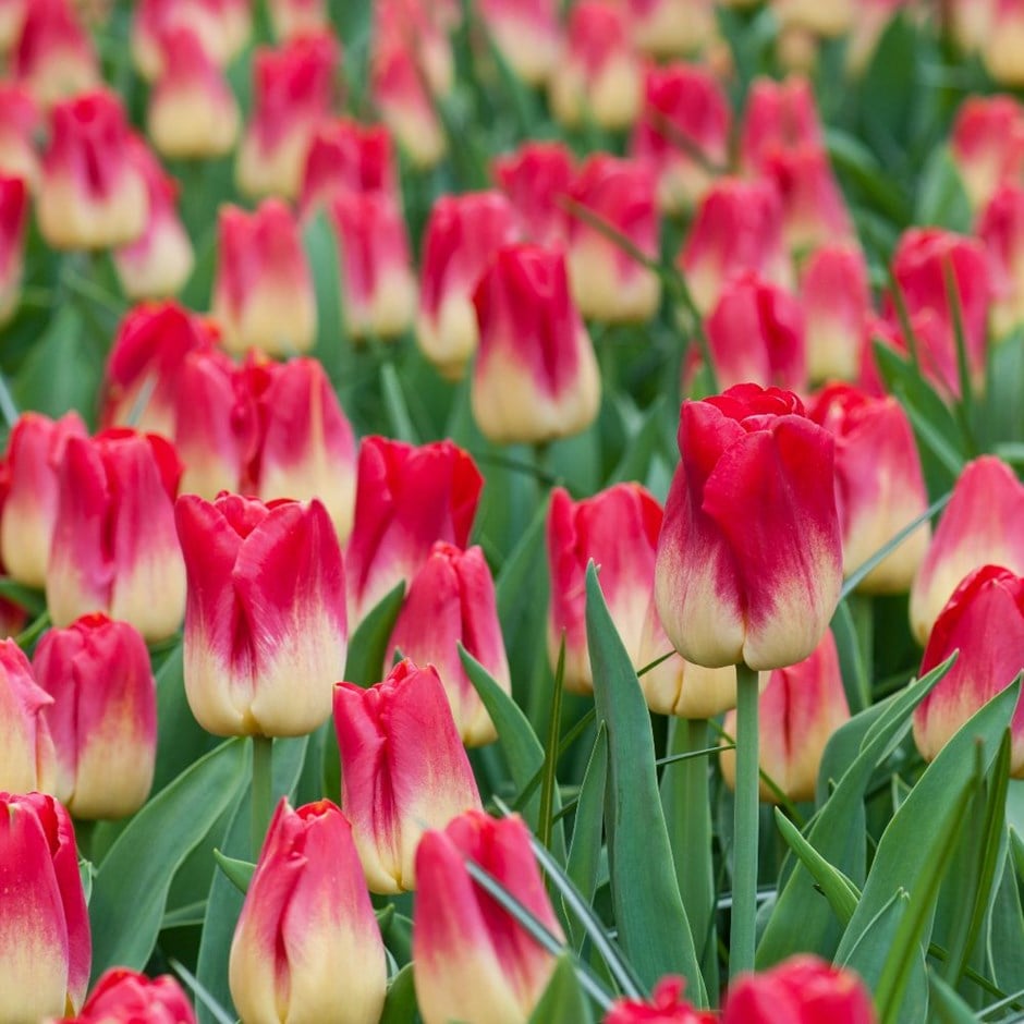 <i>Tulipa</i> 'Match'
