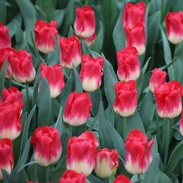 <i>Tulipa</i> 'Match'