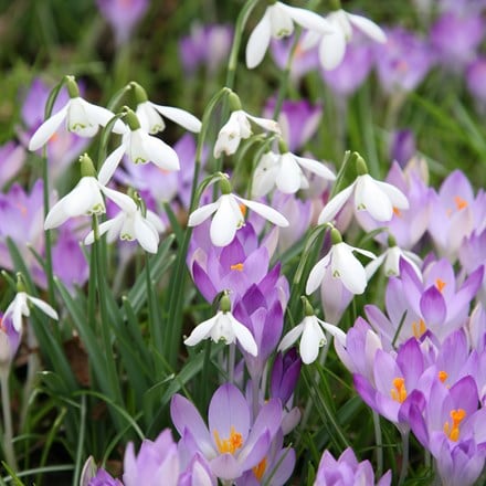 Crocus and snowdrop collection