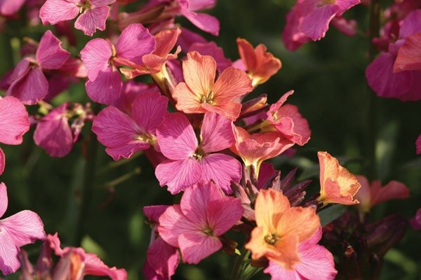 <i>Erysimum</i> 'Constant Cheer'