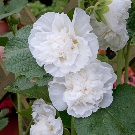 Alcea rosea Chater's Double Group white-flowered