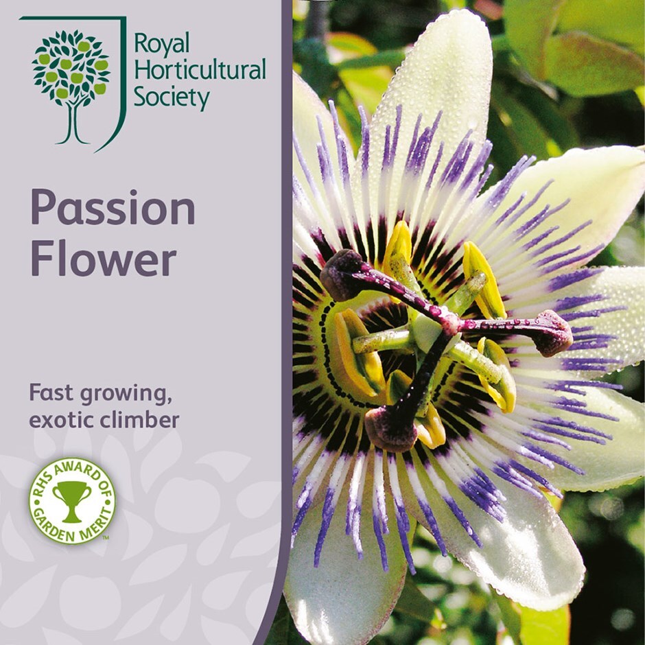Buy passion flower Passiflora caerulea