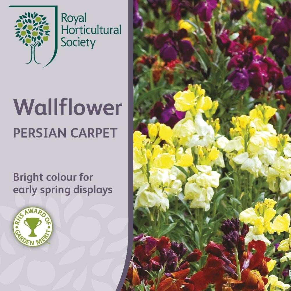 Buy wallflower 'Persian Carpet' Erysimum cheiri Persian Carpet £2.1 Delivery by Crocus