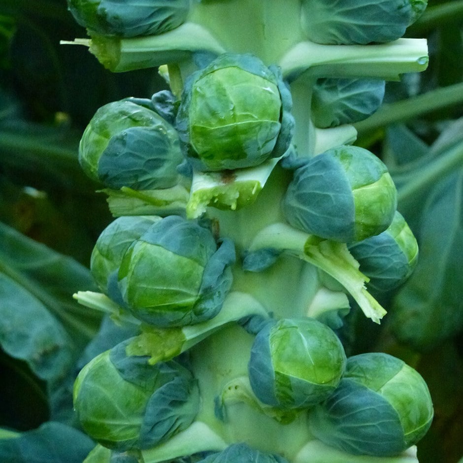 brussels sprout or Brassica oleracea (Gemmifera Group) 'Brodie' brussels sprout or Brassica oleracea (Gemmifera Group) 'Brodie'