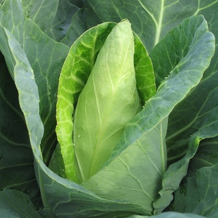 cabbage Caraflex F1