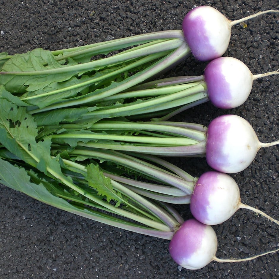 turnip 'Sweetbell' F1