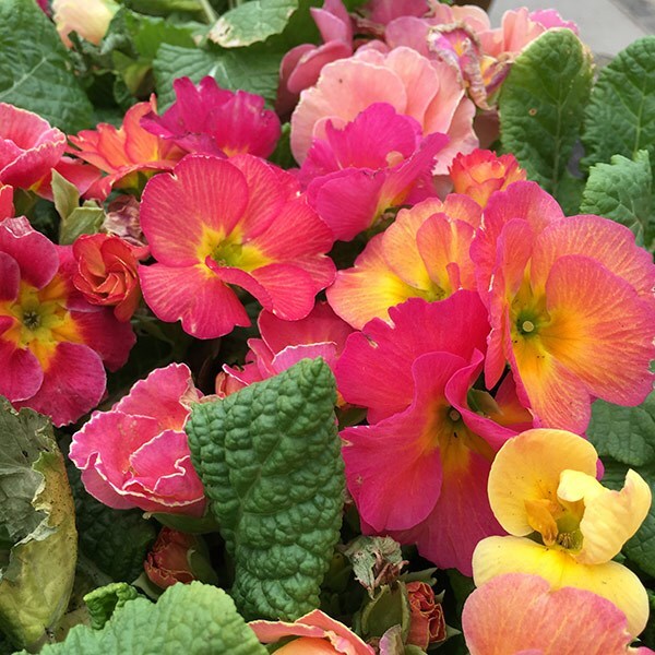 Buy 40 plus 20 FREE large plug plants Primrose Sweetheart £22.99