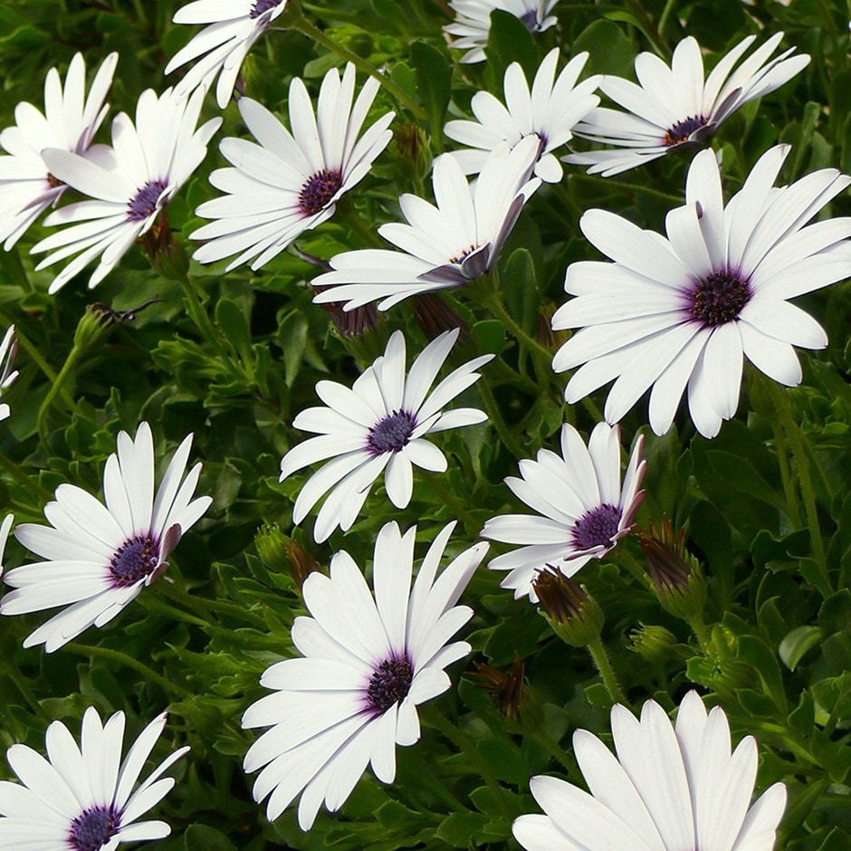 <i>Osteospermum</i> <b class=small-caps>Flowerpower Ice White</b> ('KLEO06123') (Flowerpower Series)