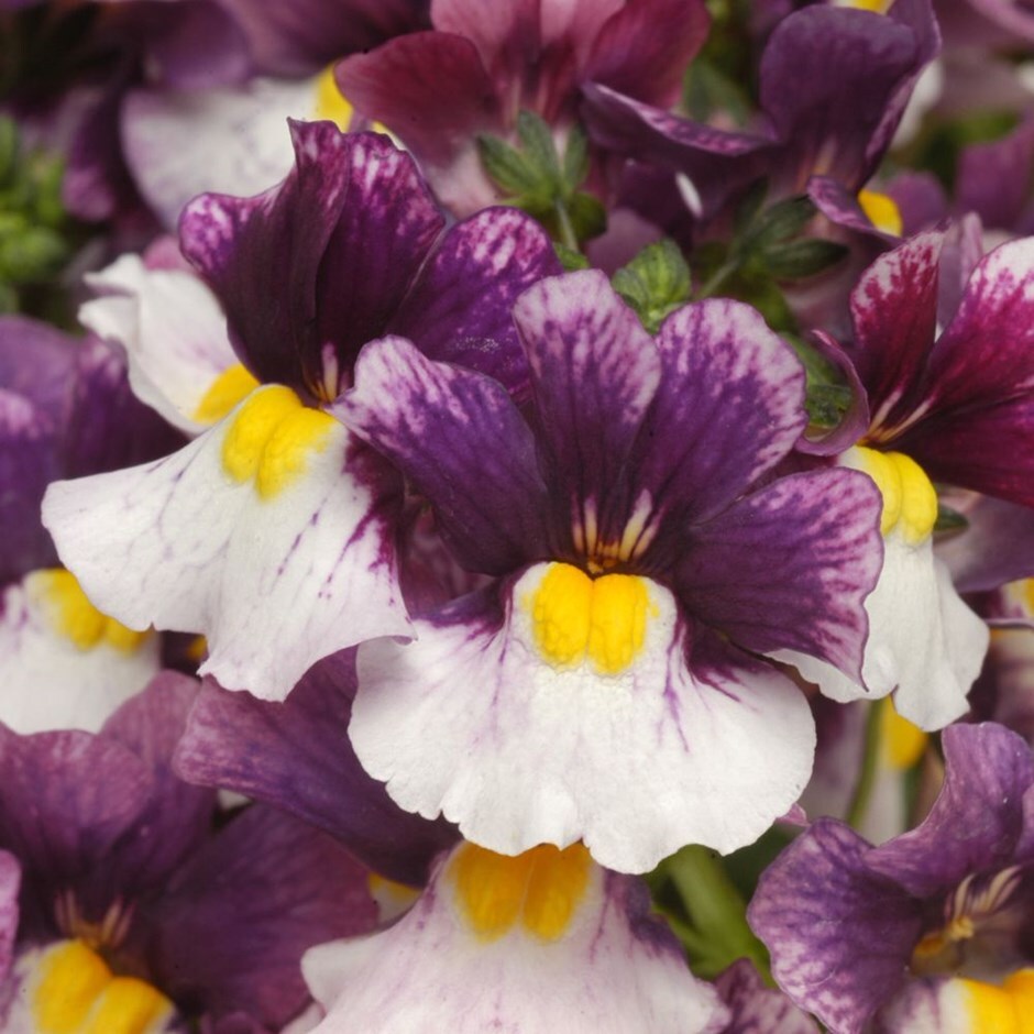 Buy nemesia Nemesia Berries and Cream ('Fleurbac') (PBR) £5.99