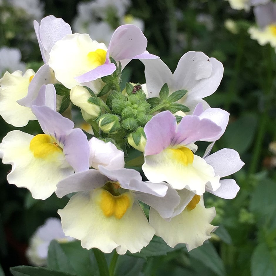 <i>Nemesia</i> 'Easter Bonnet' (French Connection Series)