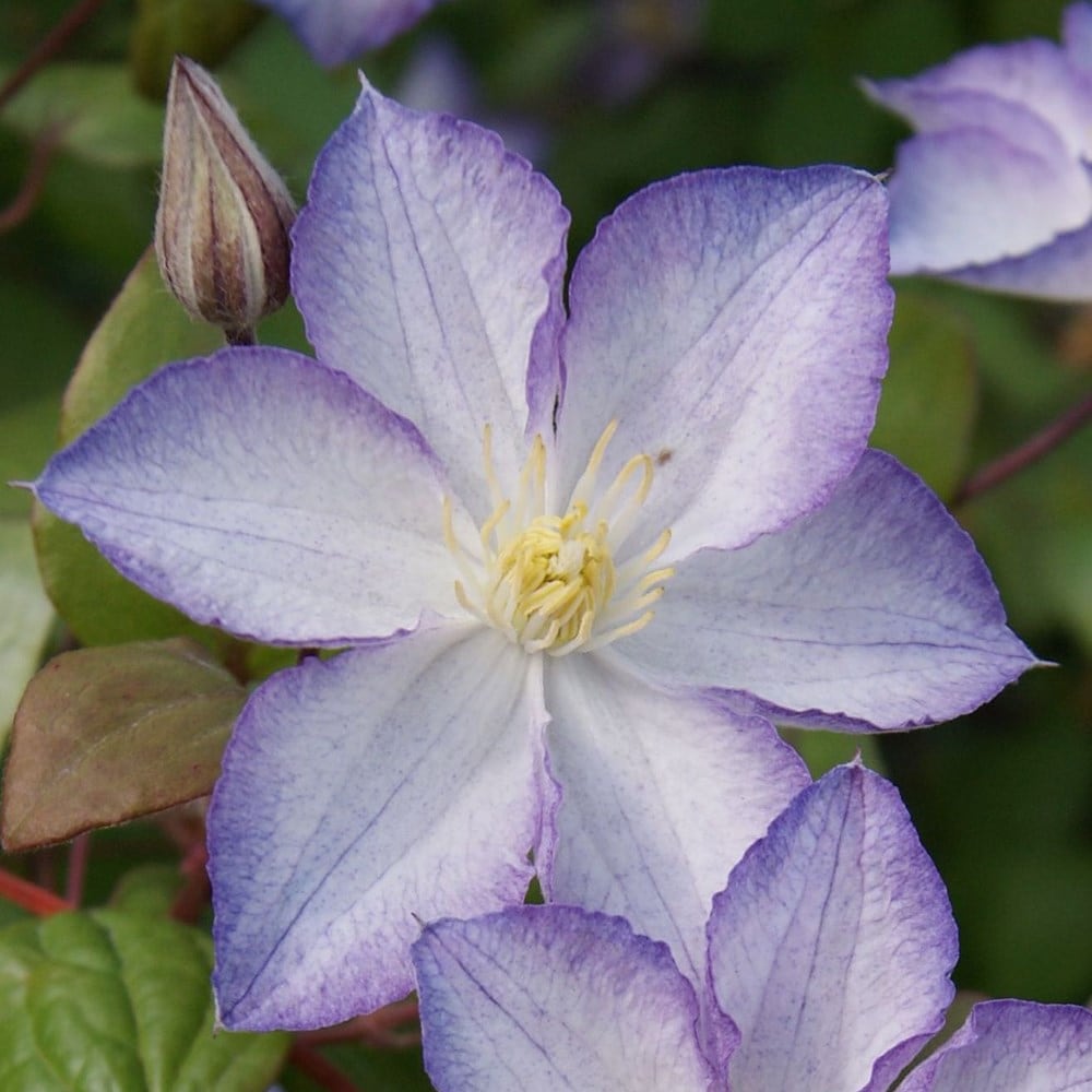 <i>Clematis</i> <b class=small-caps>Lucky Charm</b> ('Zo09067') (PBR)