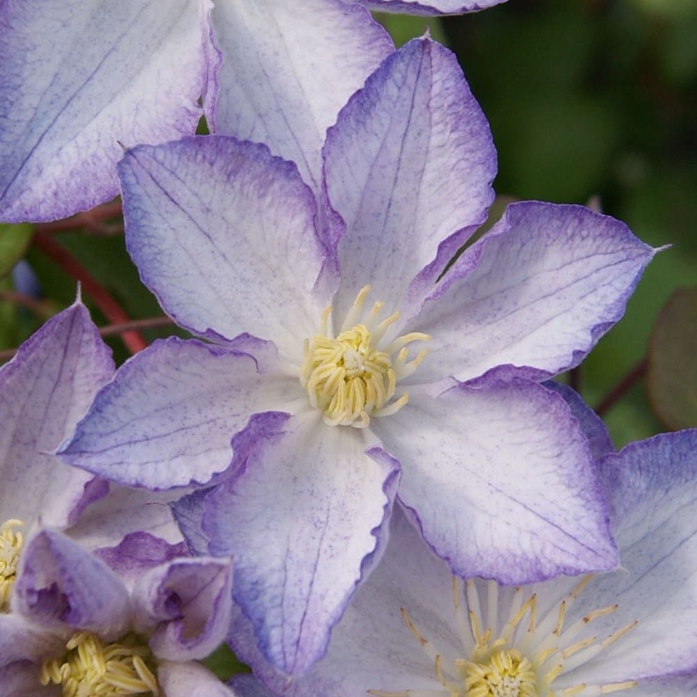 <i>Clematis</i> <b class=small-caps>Lucky Charm</b> ('Zo09067') (PBR)