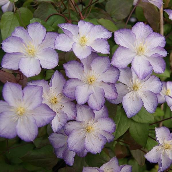 Clematis Lucky Charm ('Zo09067') (PBR)