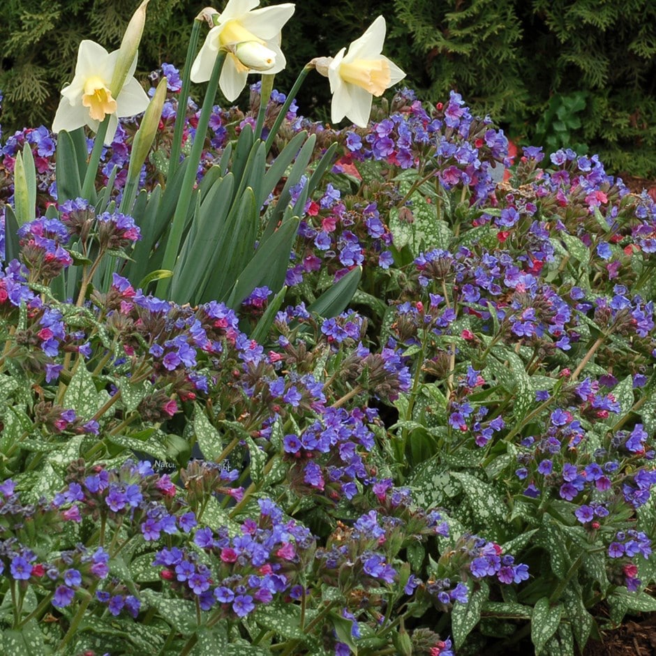 <i>Pulmonaria</i> 'Trevi Fountain'