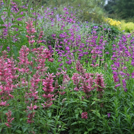 <I>Agastache mexicana</i> 'Red Fortune' (PBR)