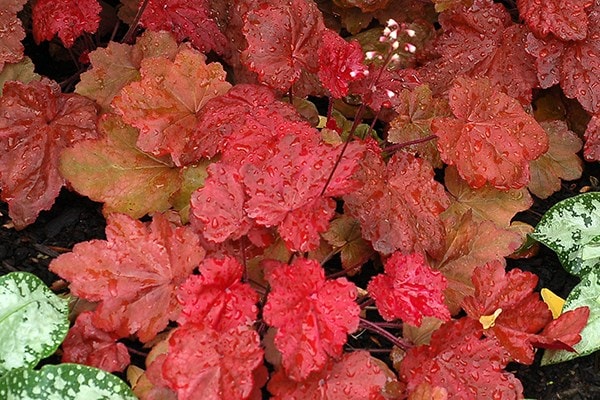 <I>Heuchera</i> 'Autumn Leaves' (PBR)