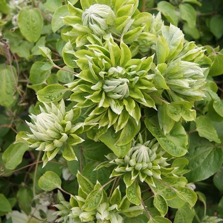 Clematis Green Passion ('Zo11050') (PBR)