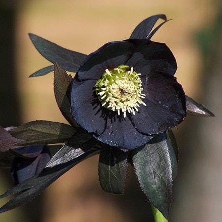 Helleborus × hybridus Harvington Black