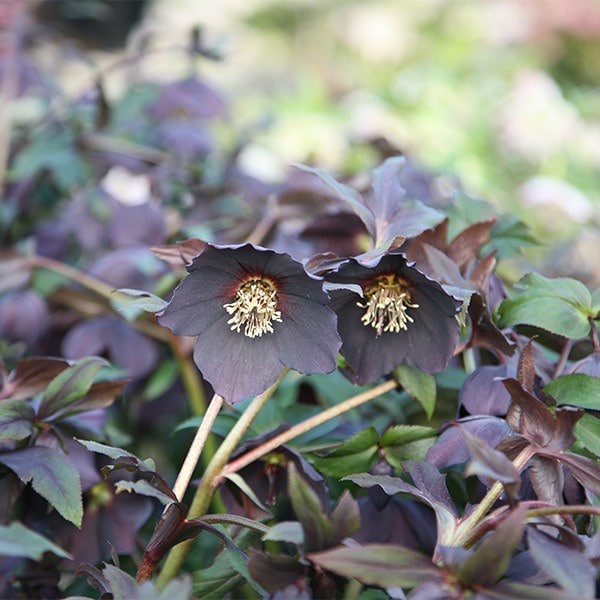 <i>Helleborus</i> × <i>hybridus</i> Harvington black