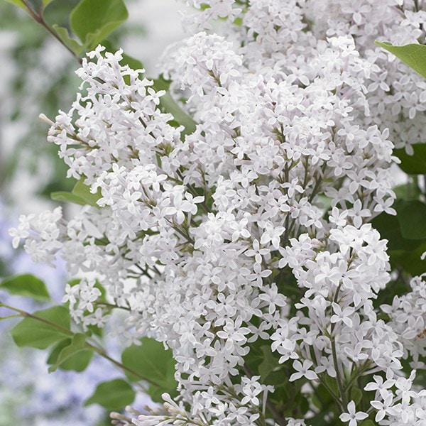 <i>Syringa meyeri</i> <b class=small-caps>Flowerfesta White</b> ('Anny200810') (PBR) (Flowerfesta Series)