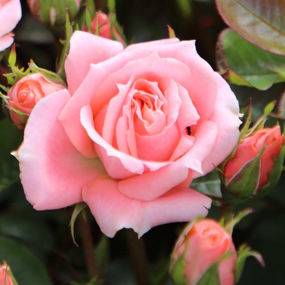 <i>Rosa</i> <b class=small-caps>Flower Power</b> ('Frycassia') (PBR)