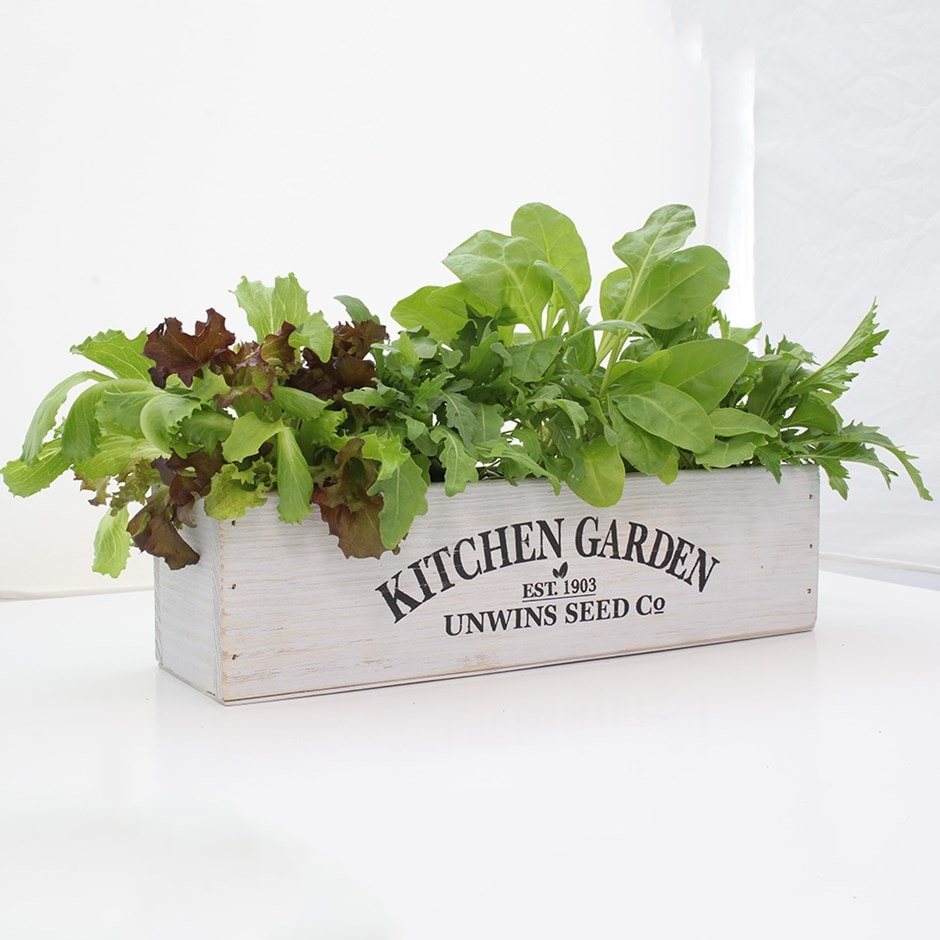 Kitchen salad garden kit