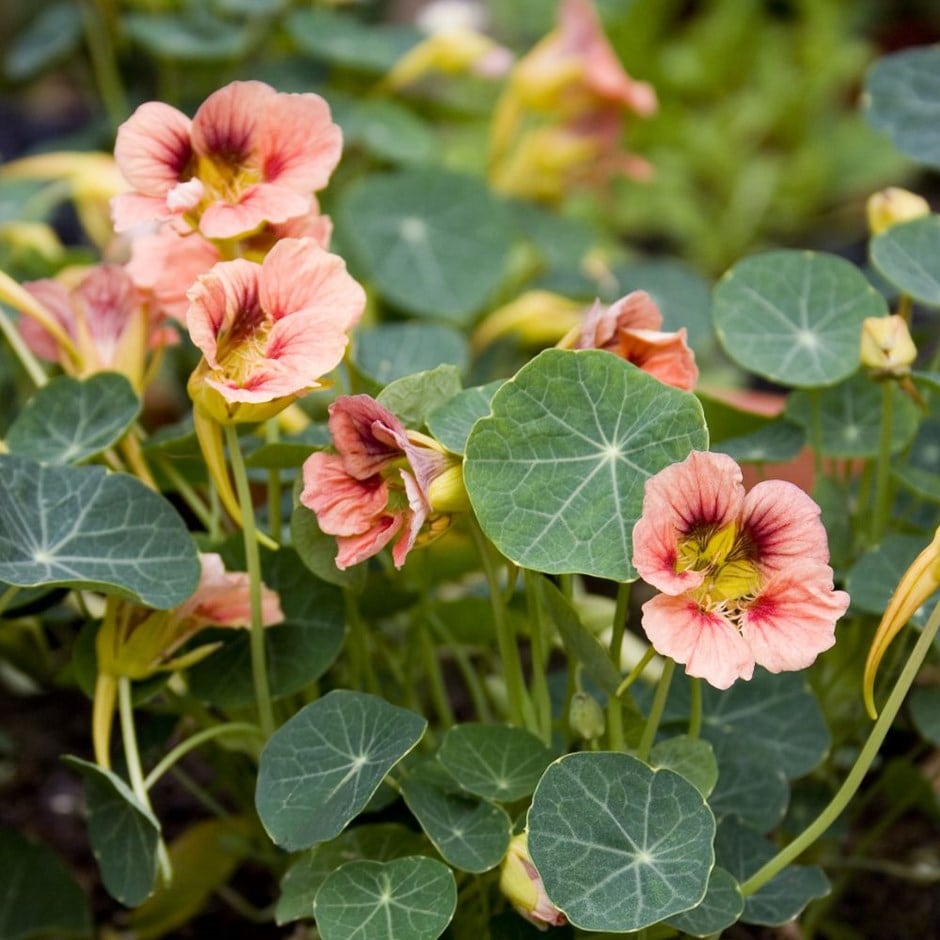 <i>Tropaeolum majus</i> 'Ladybird Rose'