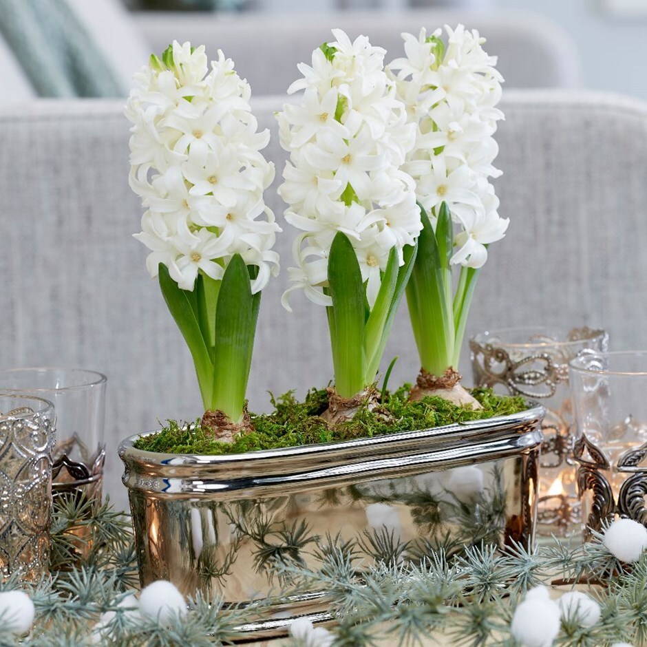 Scented white hyacinths in a round silver ceramic bowl