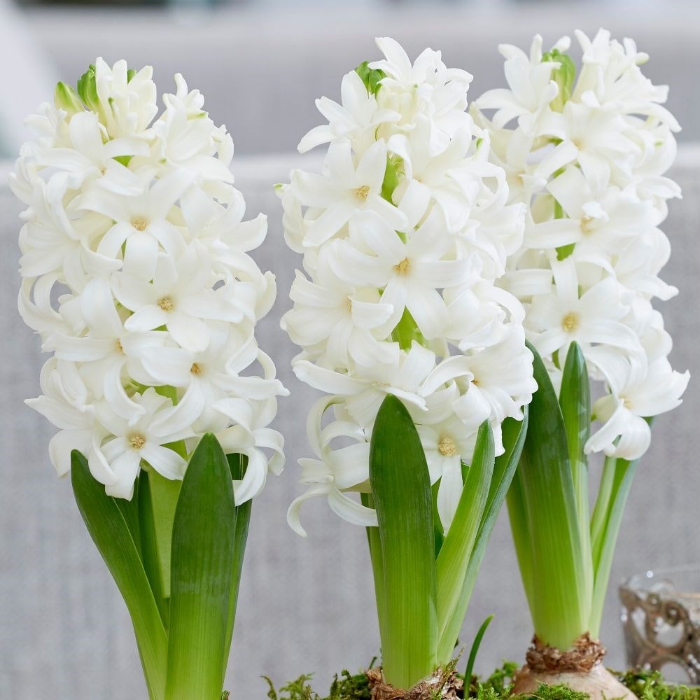 Scented white hyacinths in a round silver ceramic bowl