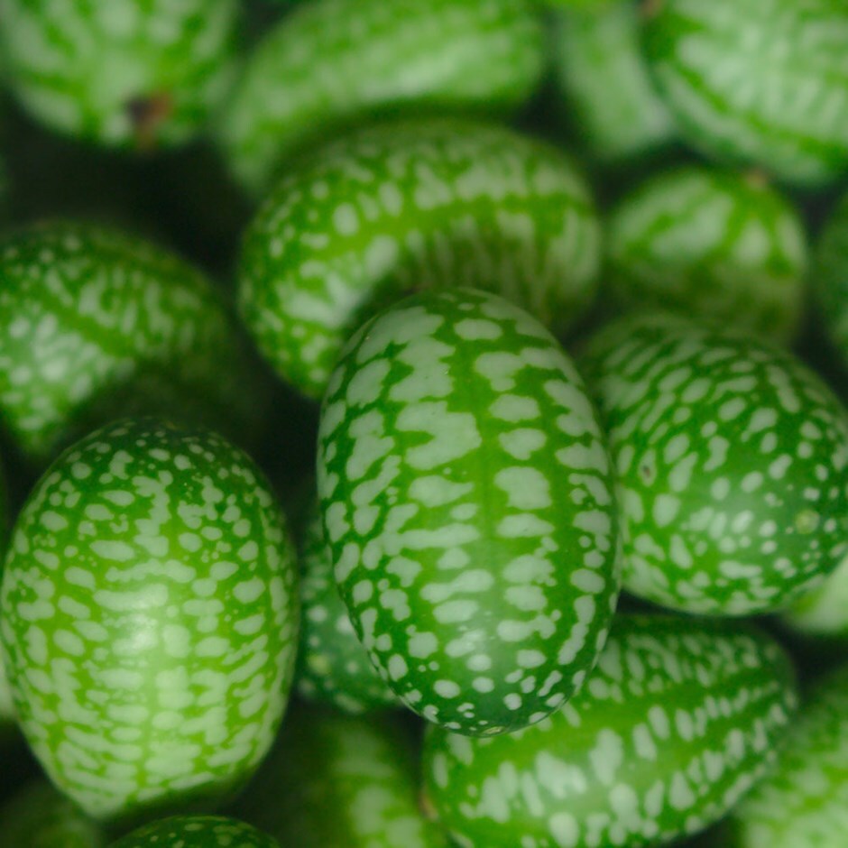 cucumber 'Cucamelon'