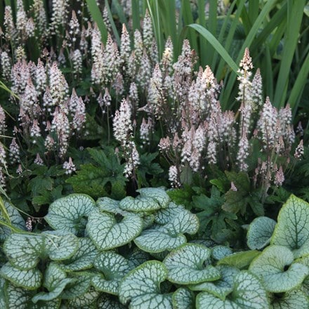 Shady ground cover plant combination
